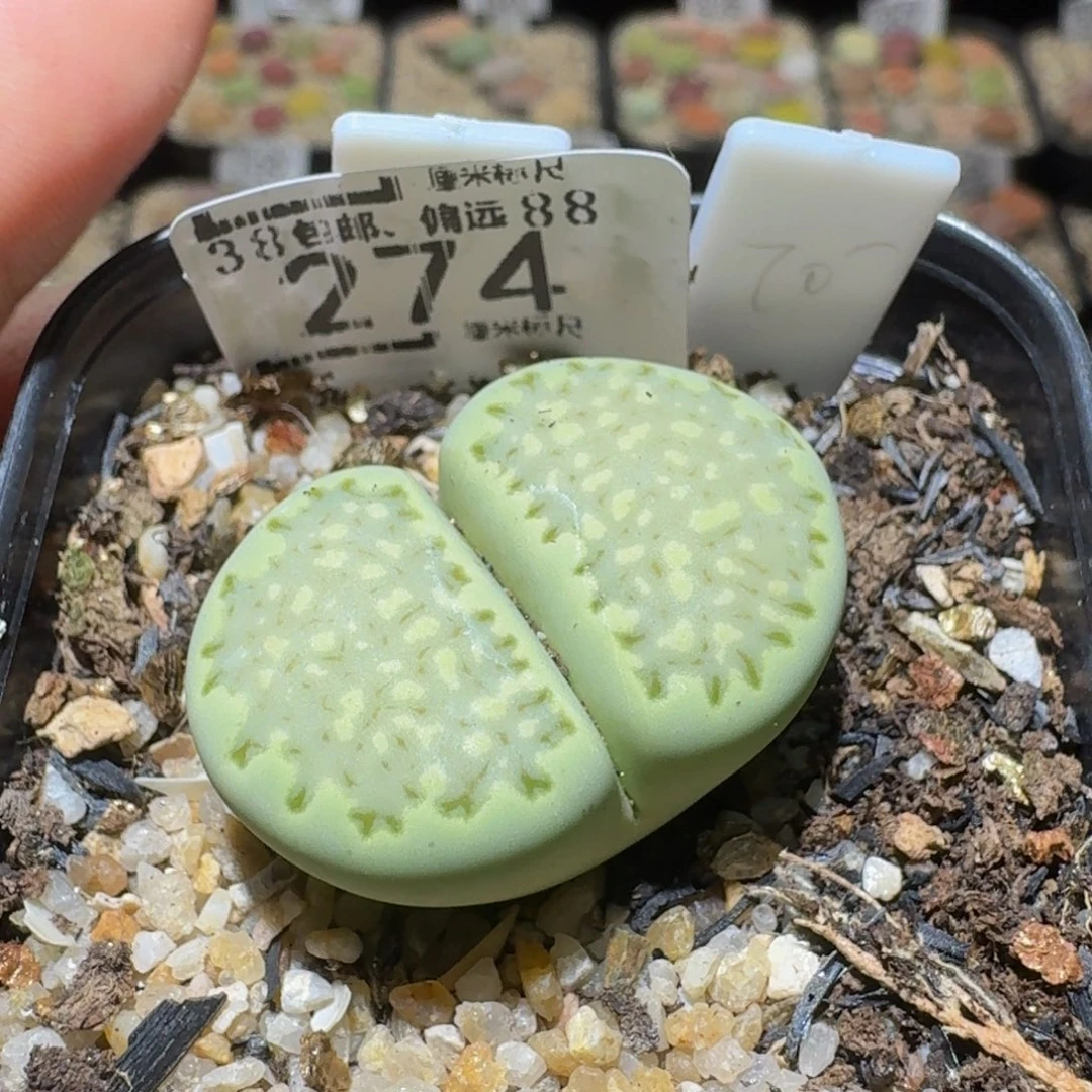 是***️Sssss生石花肉274