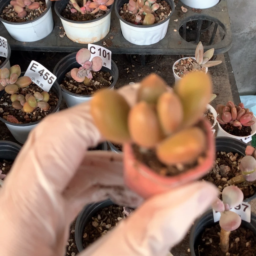 芒果奶芒果奶芒果奶哈哈哈