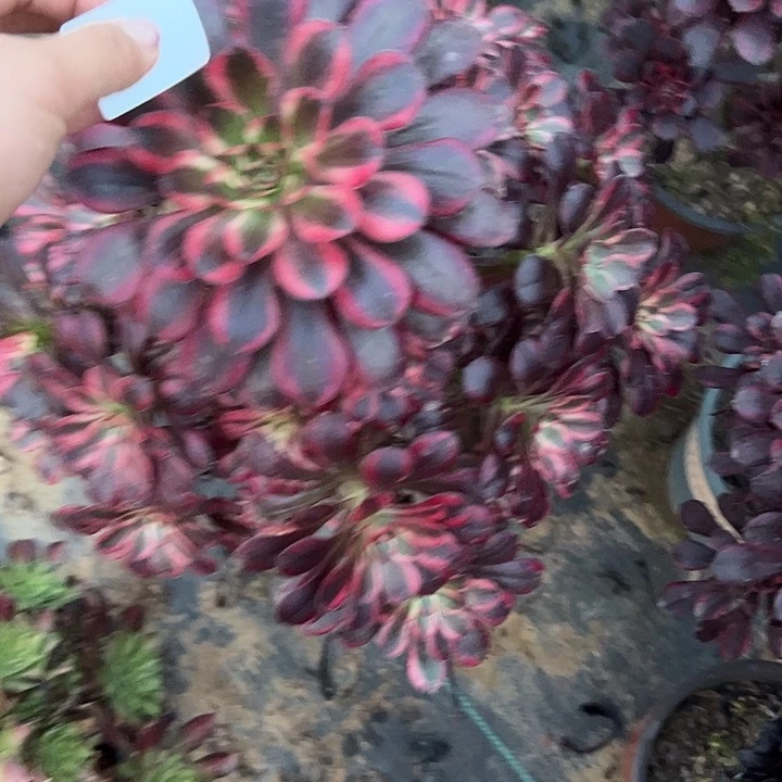 可***及多肉法师植物链接9