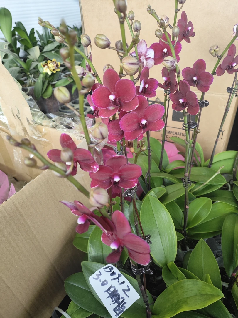 【胭脂】蝴蝶兰，带花带花苞