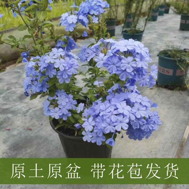 无花朵蓝雪花盆栽小苗中苗大苗花期长多年生开花植物爆盆兰花草