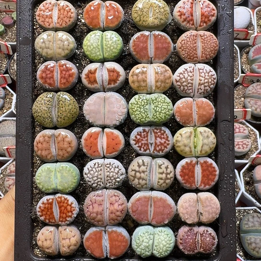 生石花1111111。    233