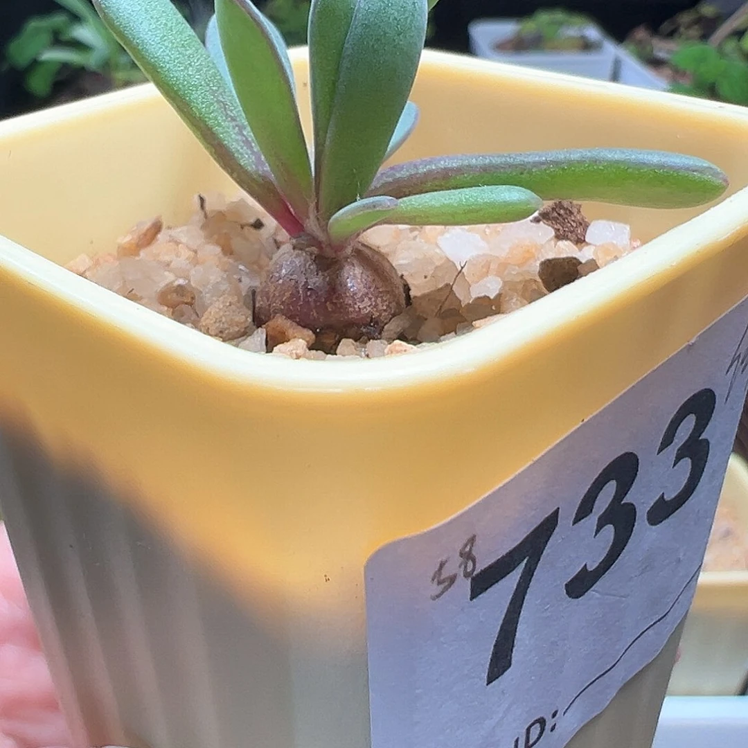 何丽厚敦菊带盆发货