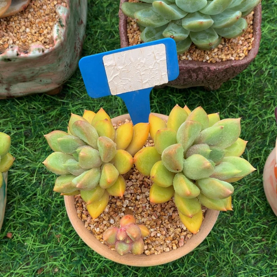 叶***子红象牙多肉多肉植物