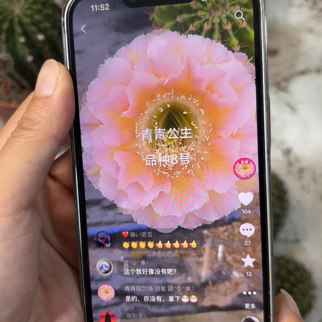 彩草青青公主侧牙5公分左右