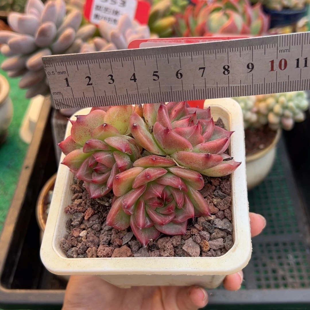 表妹精品多肉植物229.