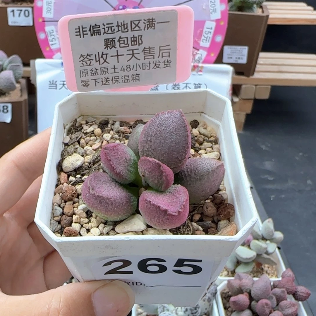 265赛猪肝多肉植物