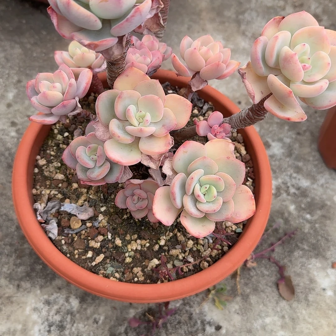如***令白月光多肉植物一颗