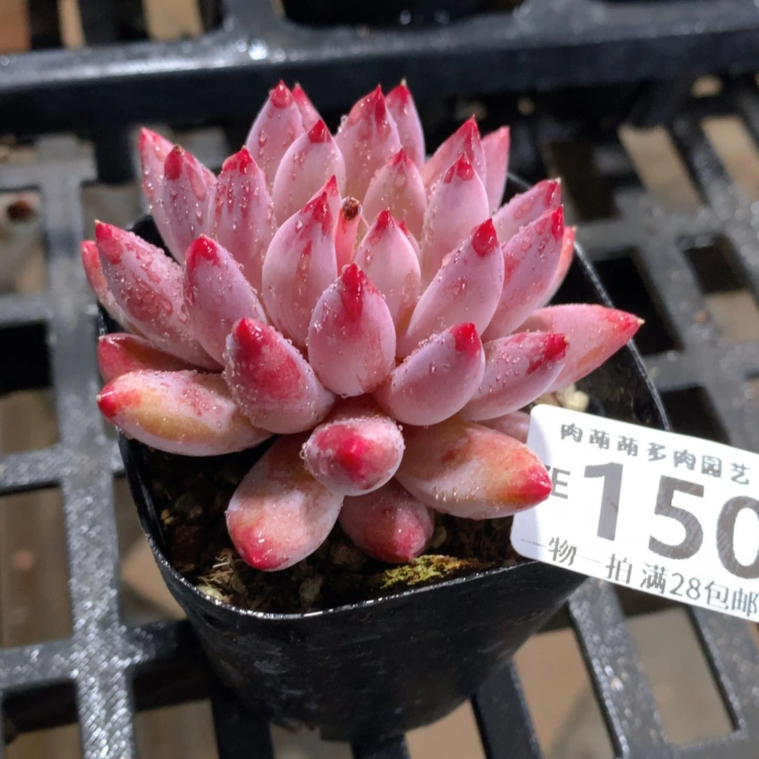 肉萌萌拇指盆精控多肉ZE150