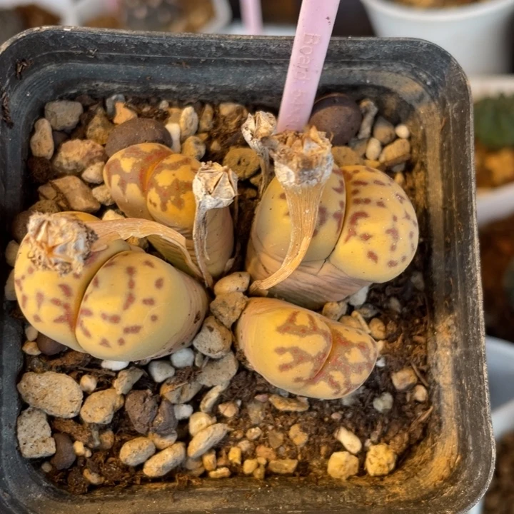 生石花四头群2839