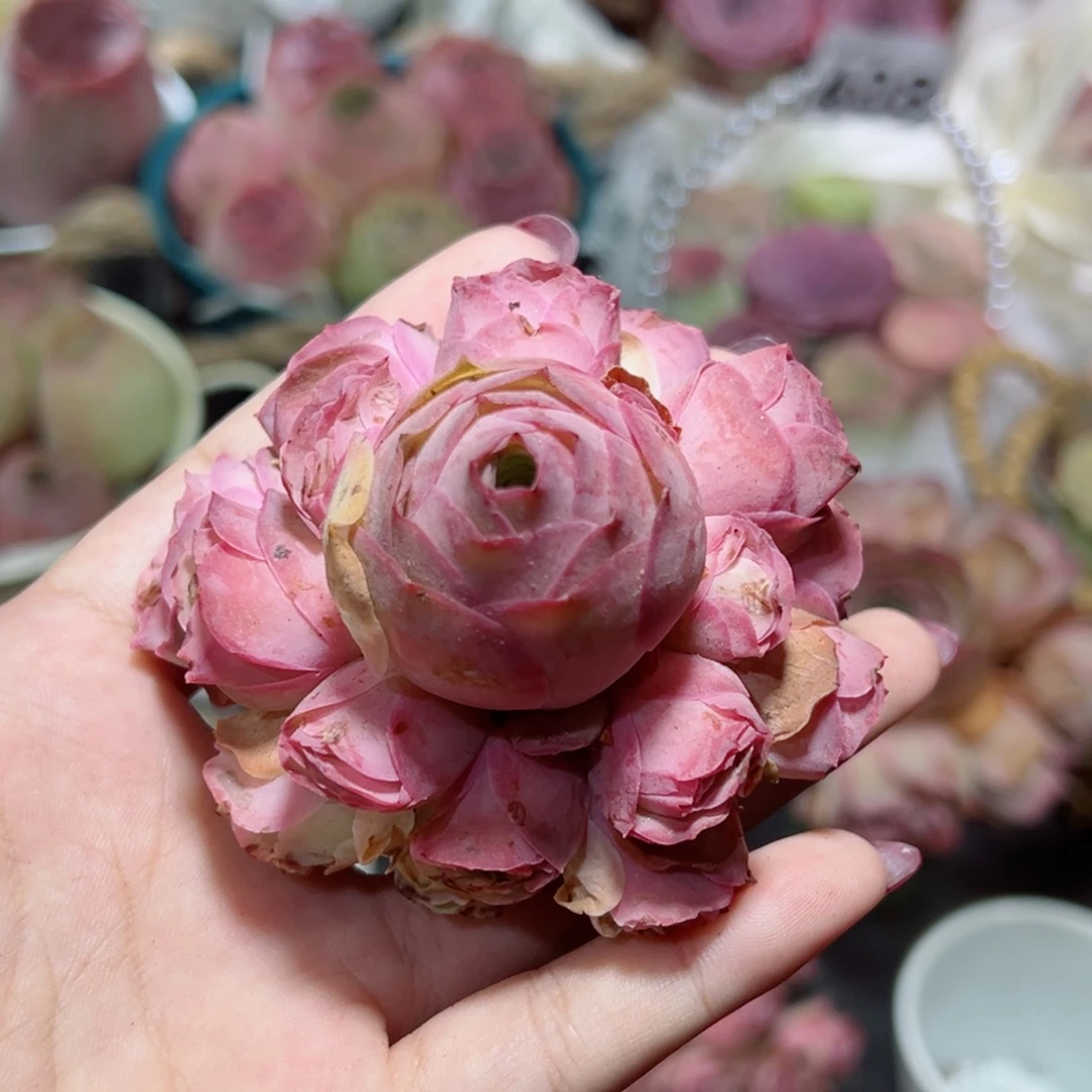 457粉色梦境手捧花。