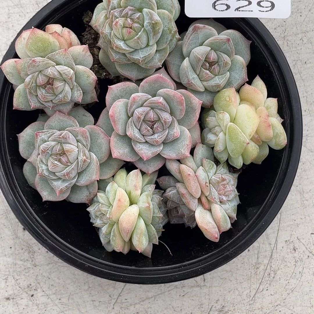 云糖心多肉植物629