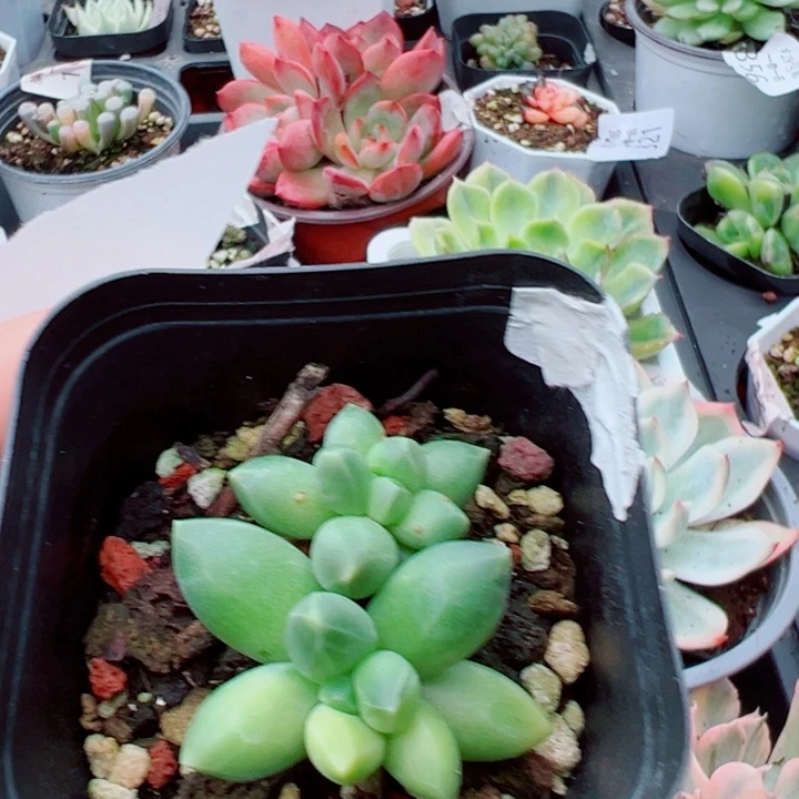 千代田锦多肉植物364