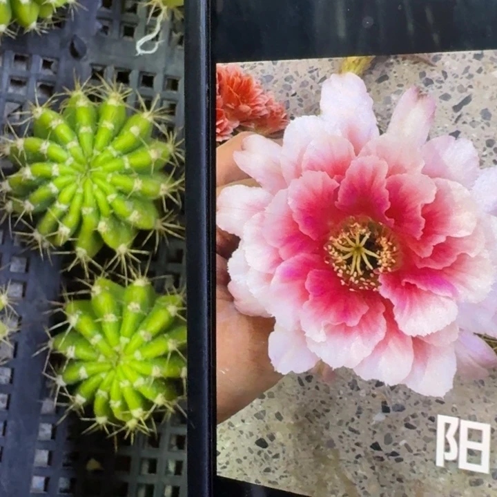 9丽花阳1歪3公分左右无根侧牙，20包邮