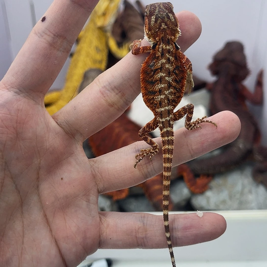 鬃狮蜥鬃狮蜥0030