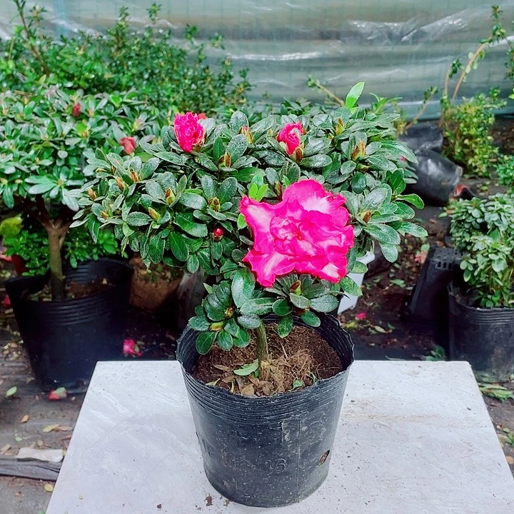 完全开放西玛杜鹃花