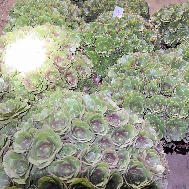 精品红心沙拉碗巨无霸朵朵亏本福利