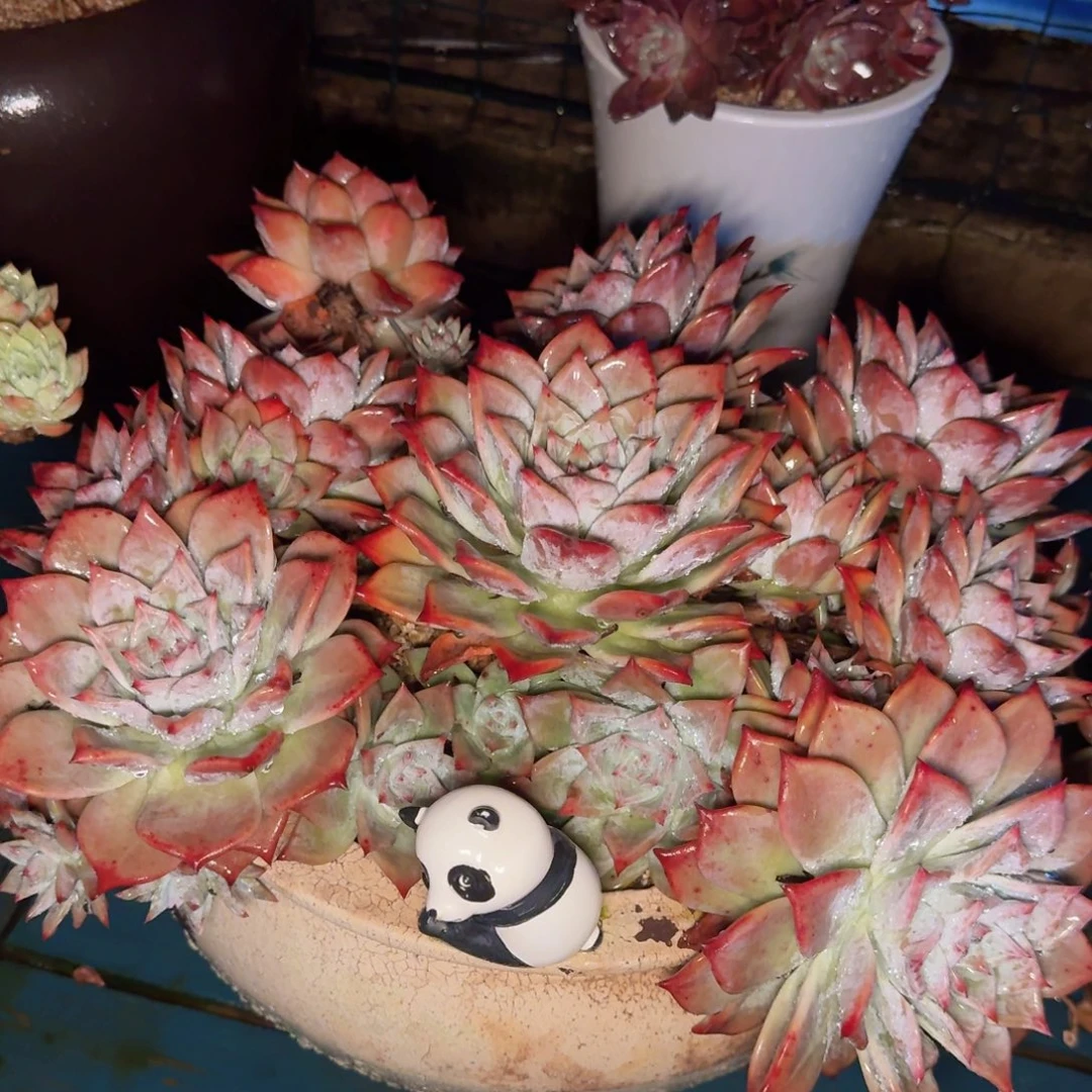 唯***足多肉植物的生长发育和