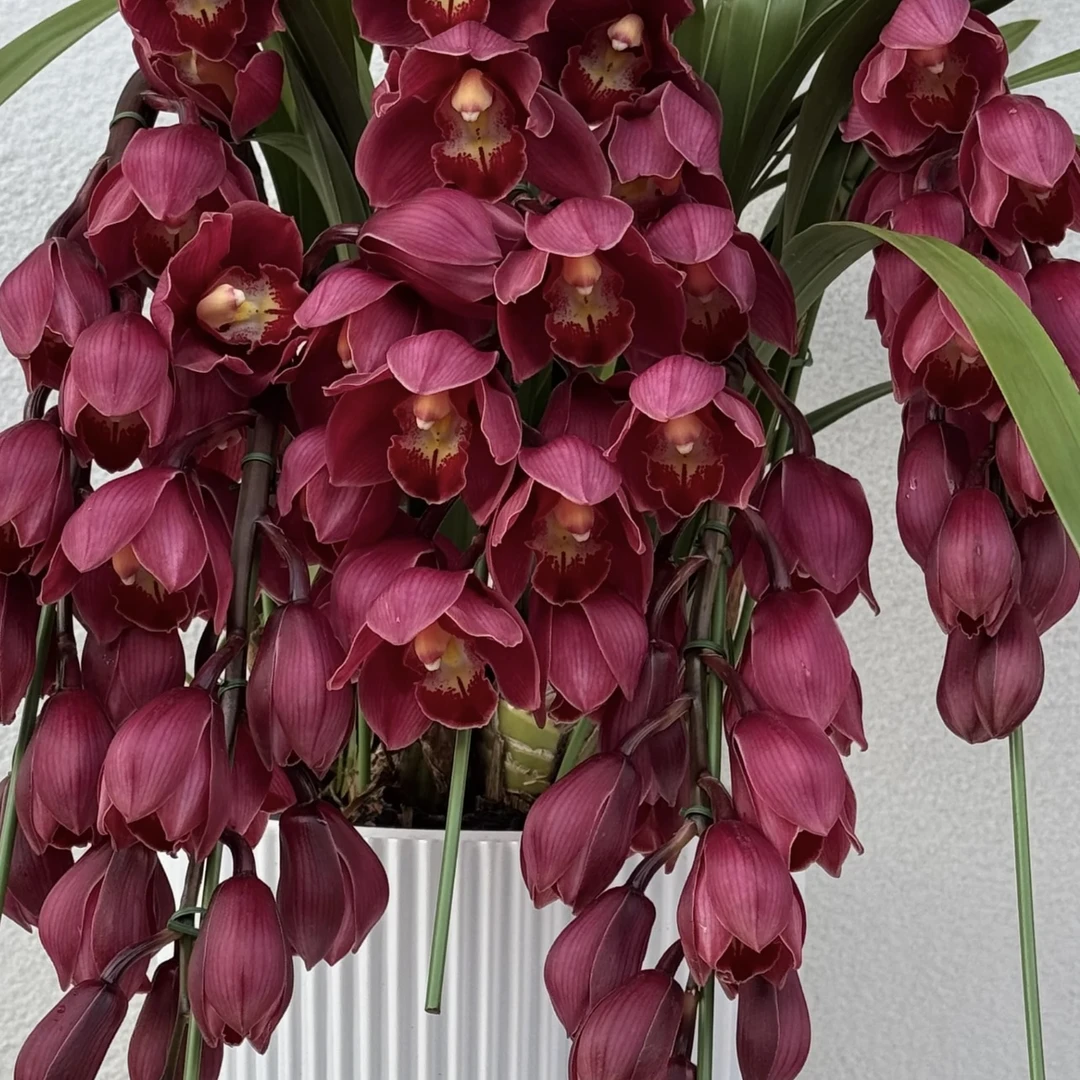 国色天姿【直兰】大花蕙兰年宵花盆栽花卉多年生室内阳台