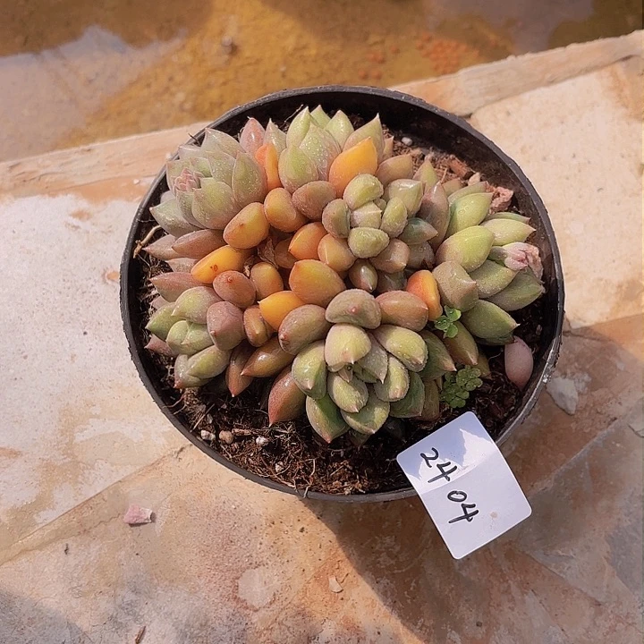 蘑***92404象牙多肉植物