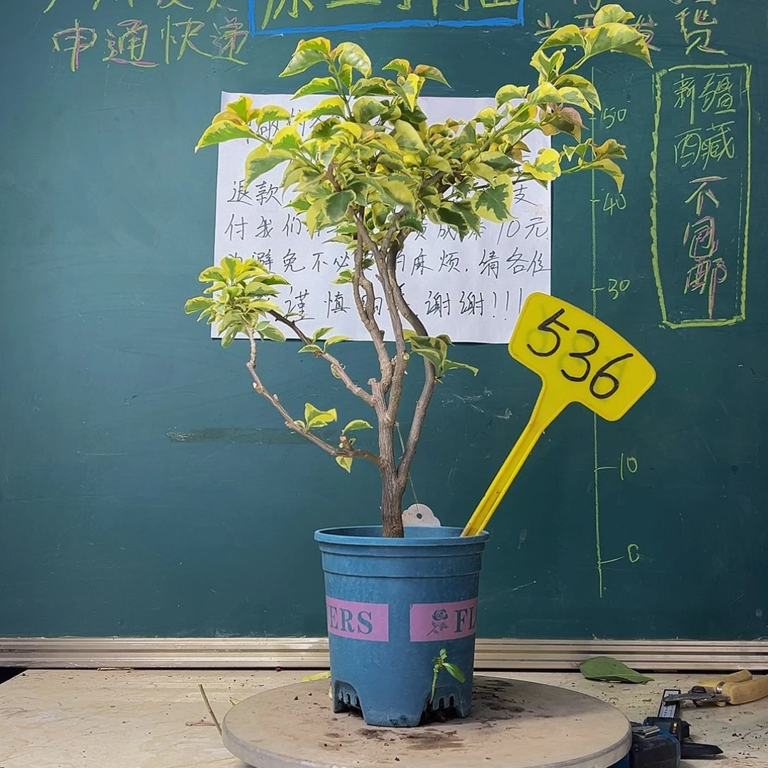 当前无花栽培后可以开花橙冰 原生小树头 536