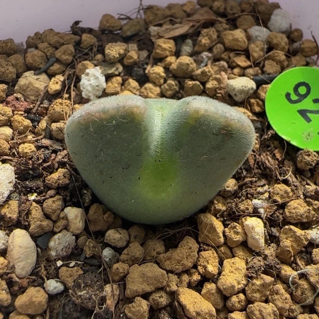 大眼睛空蝉1.7+多肉植物921