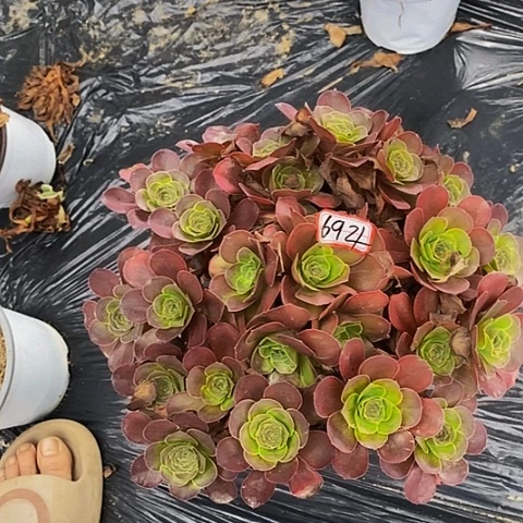 魅金玫瑰朵朵法师694号