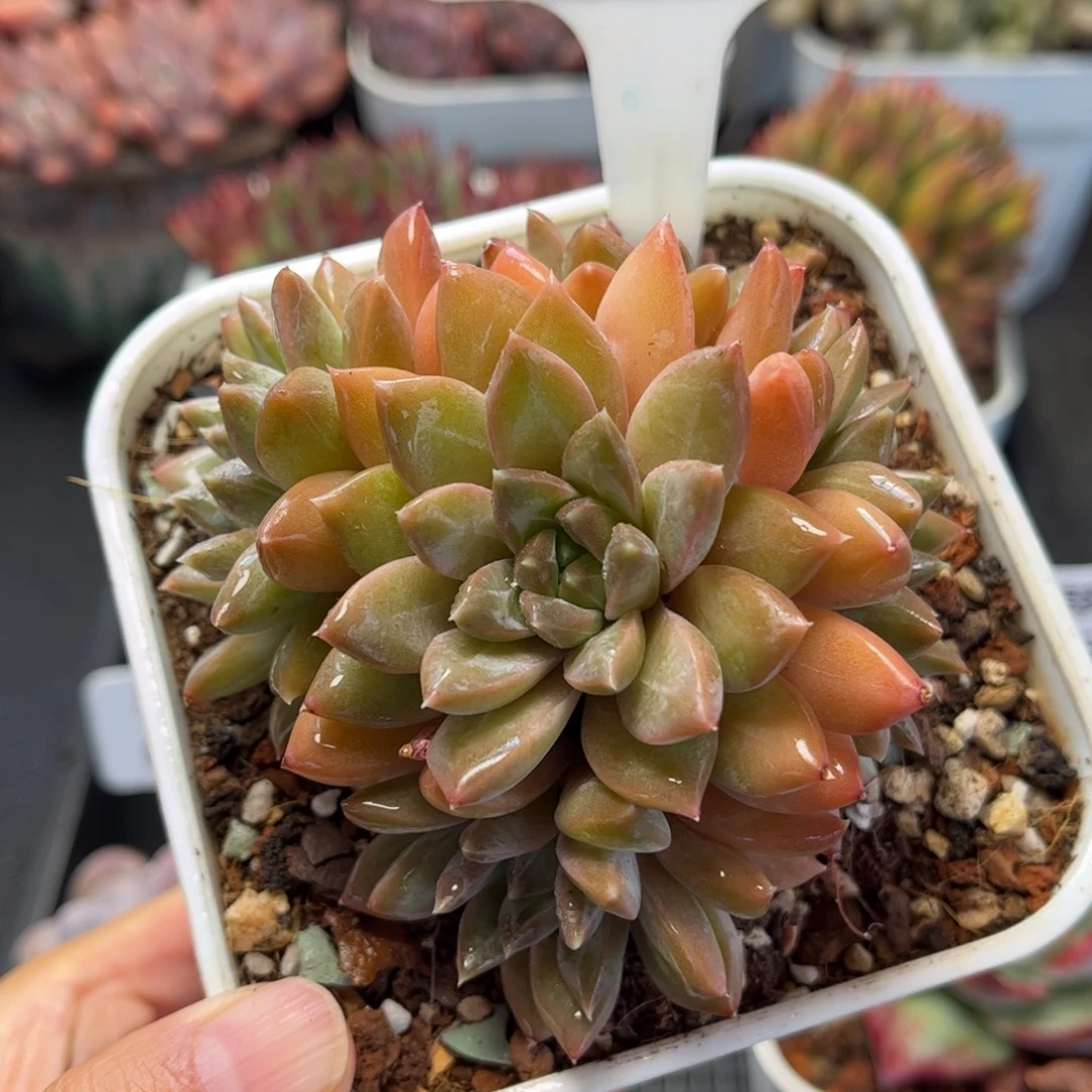 多肉植物0568 满30包邮