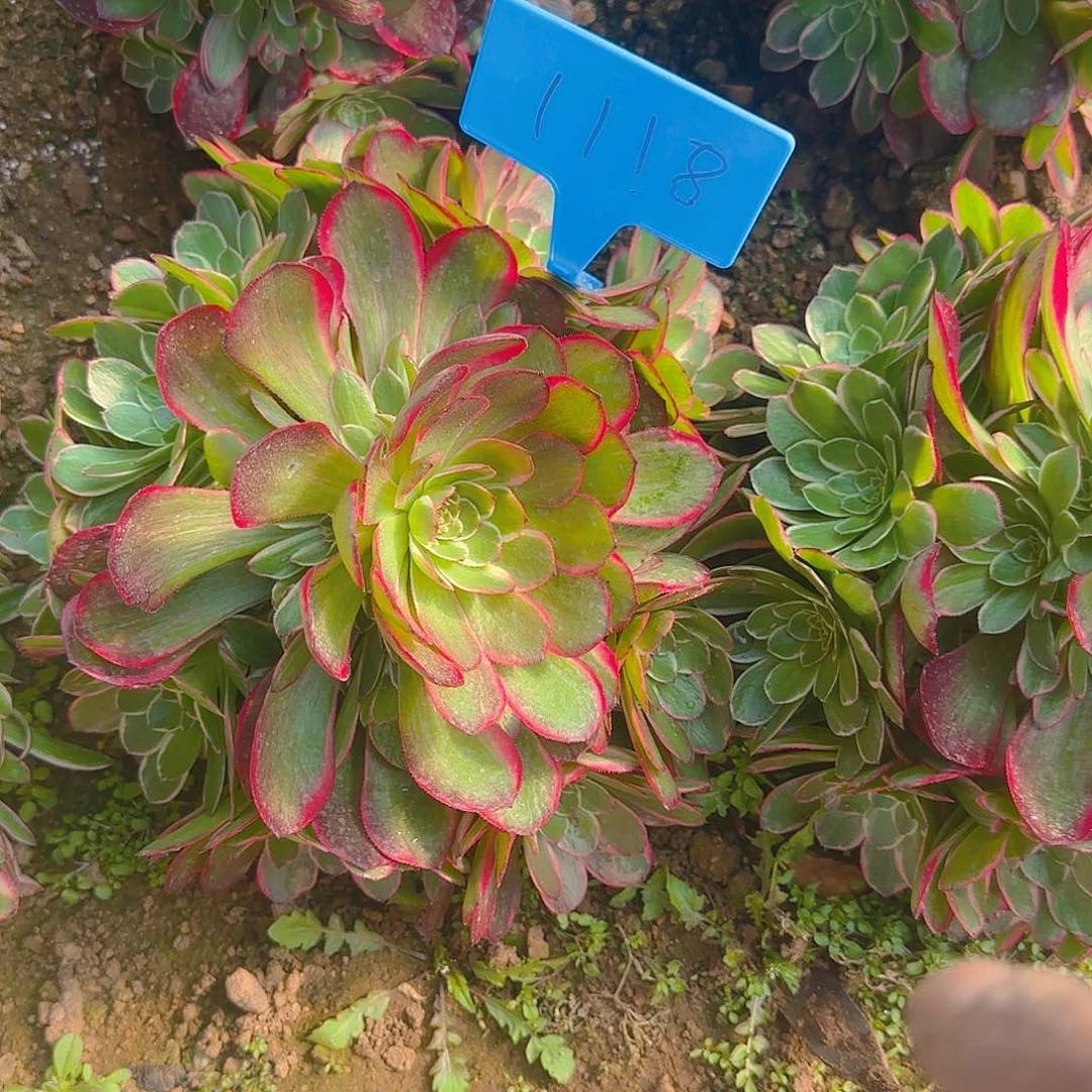 11118粉花妖多肉哦哦