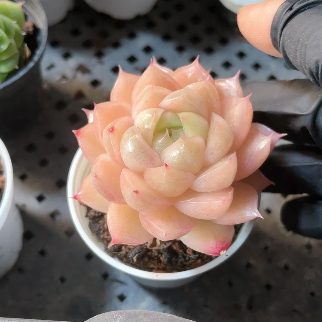 优选麦秆福利8219