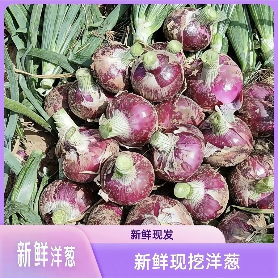农家鲜成都本地5斤装新鲜现挖现发紫皮洋葱可炒菜蔬菜脆甜多汁