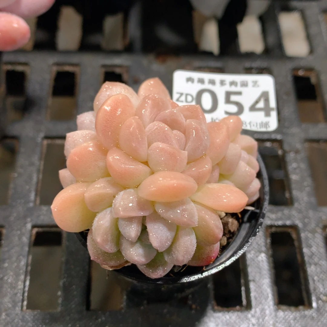 肉萌萌拇指盆精控多肉ZD054