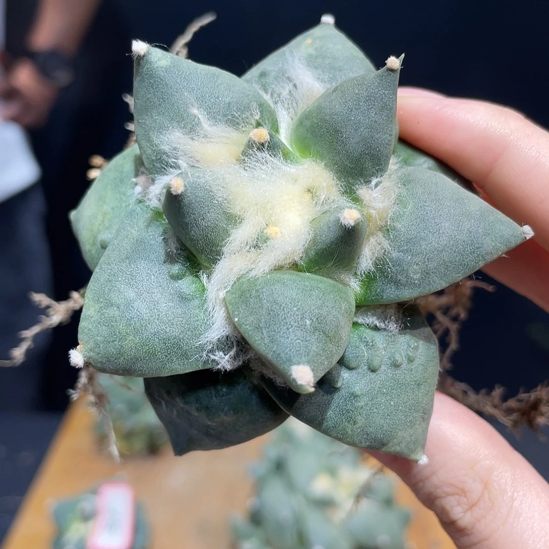 16号自根青春痘牡丹萝卜根