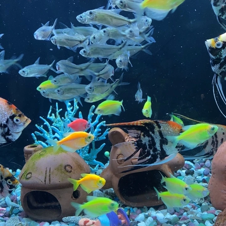 神仙鱼5-6cm超大黑尾大勾8条送3条共10条