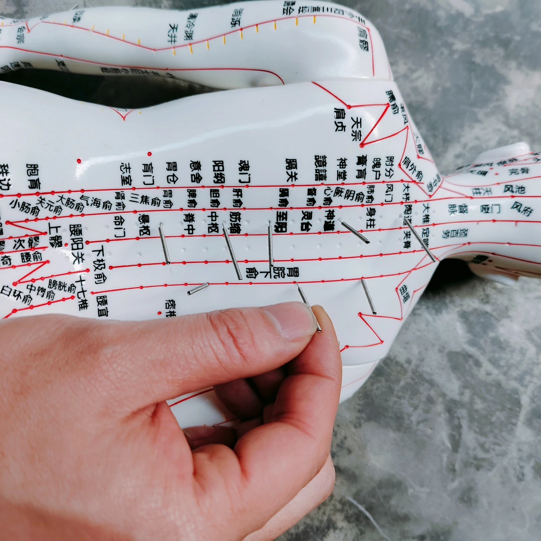 十二经络穴位模型彩色模型仪学生便携小巧可爱针灸穴位人体模型