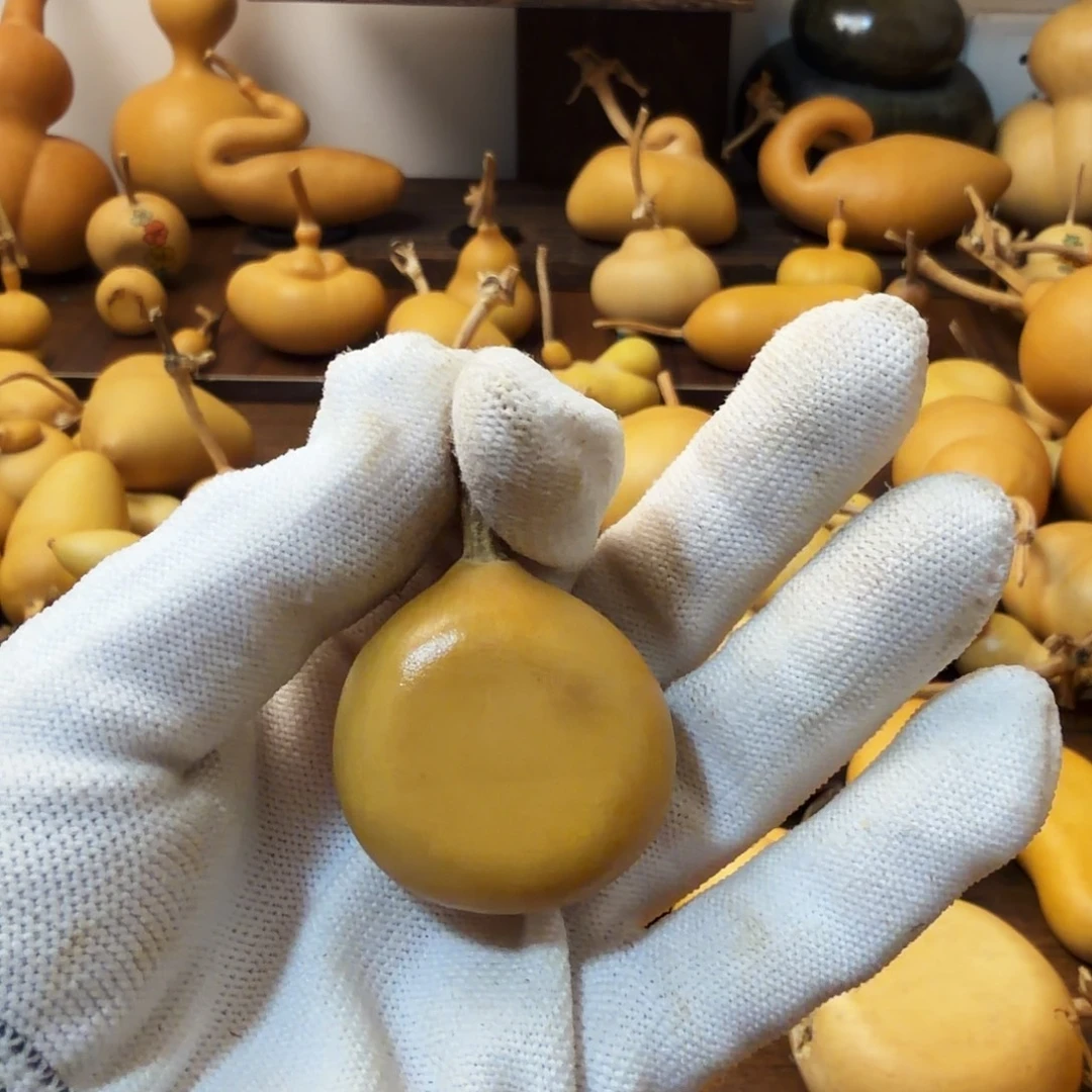 八***月纯天然的真葫芦 16