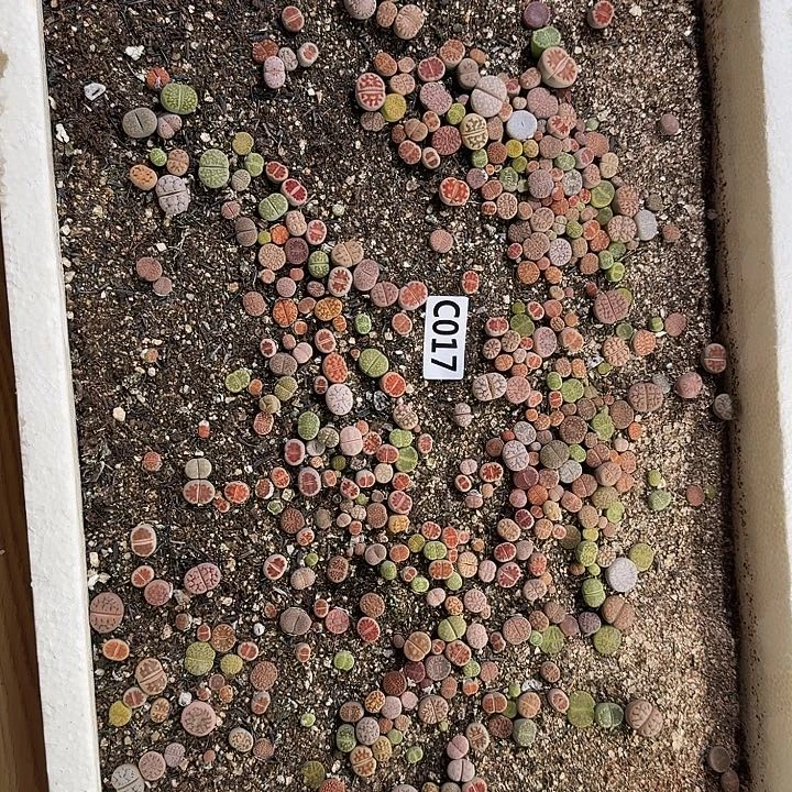 生017石花整框脱土发货不售后