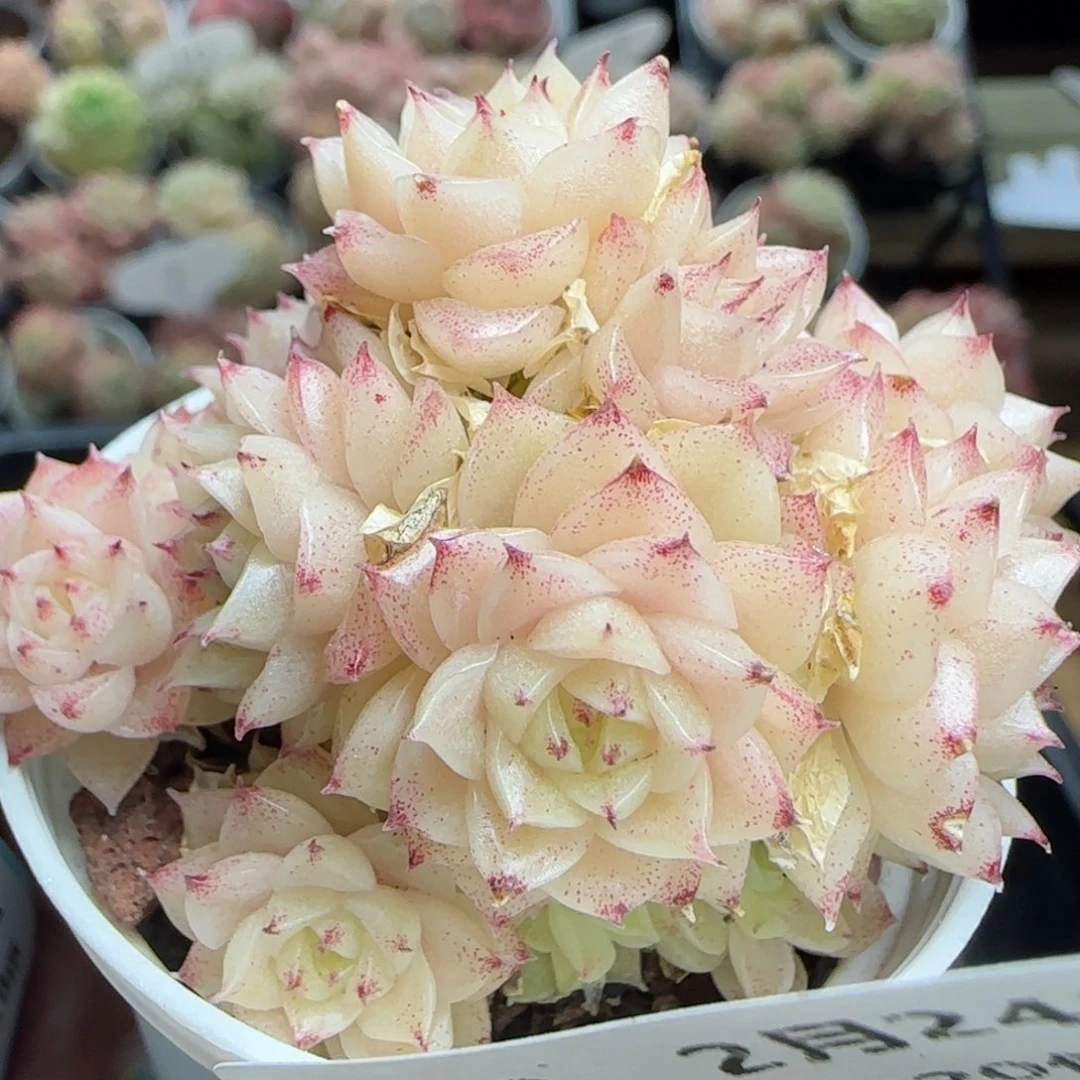 花语逸镜0224-313散