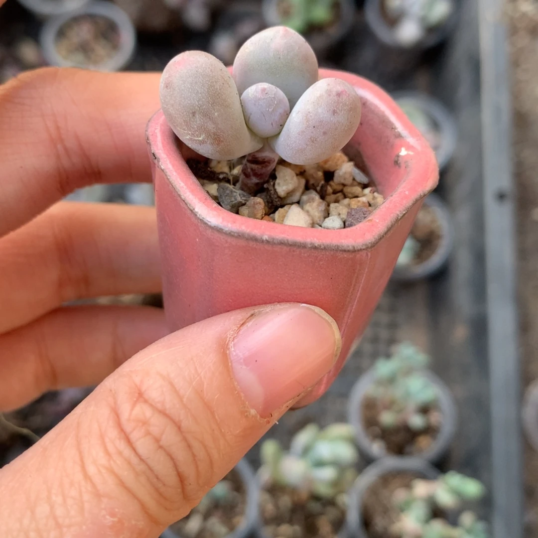 黄金鸡蛋大叶奶哦