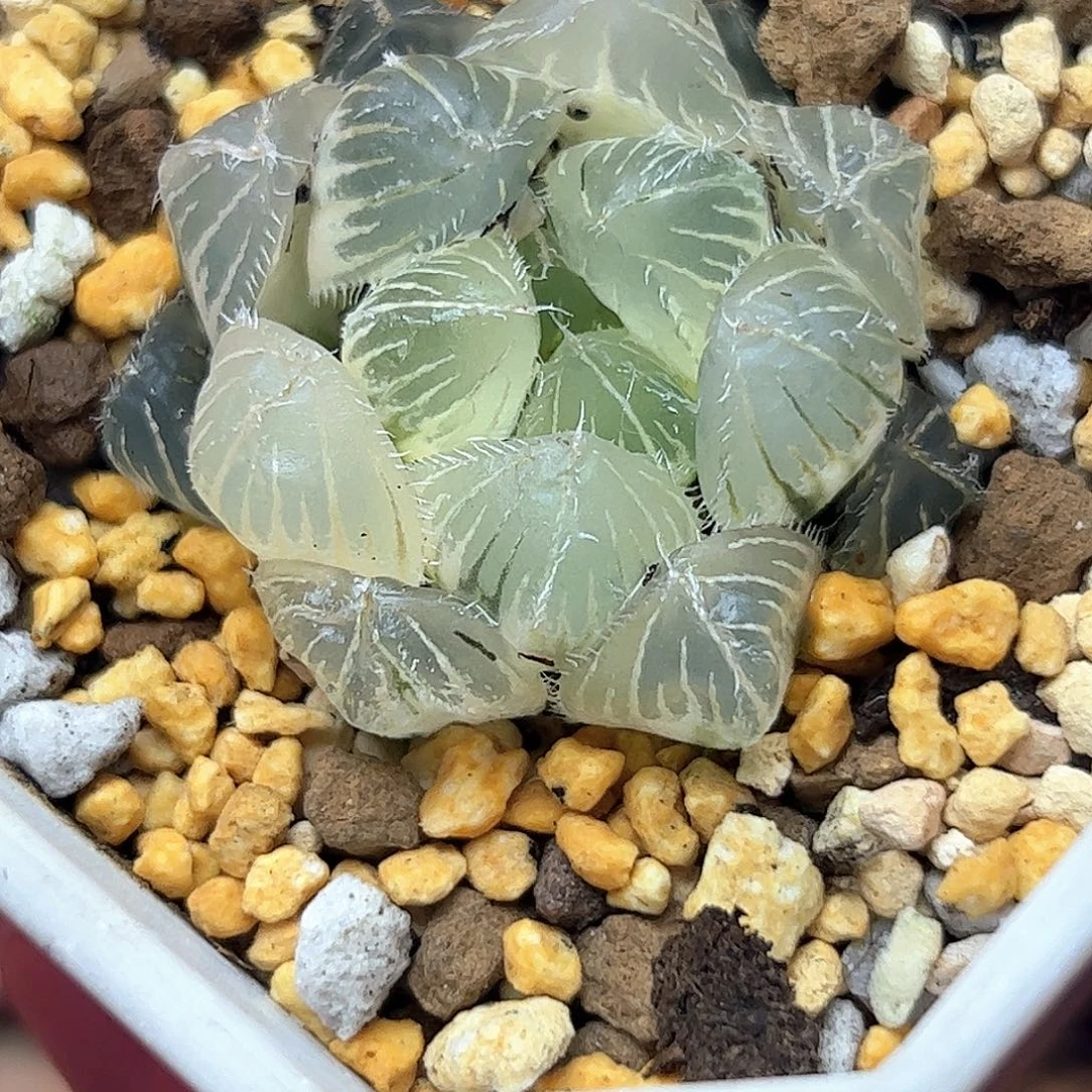 喵****糊斑赤线锦十二卷多肉