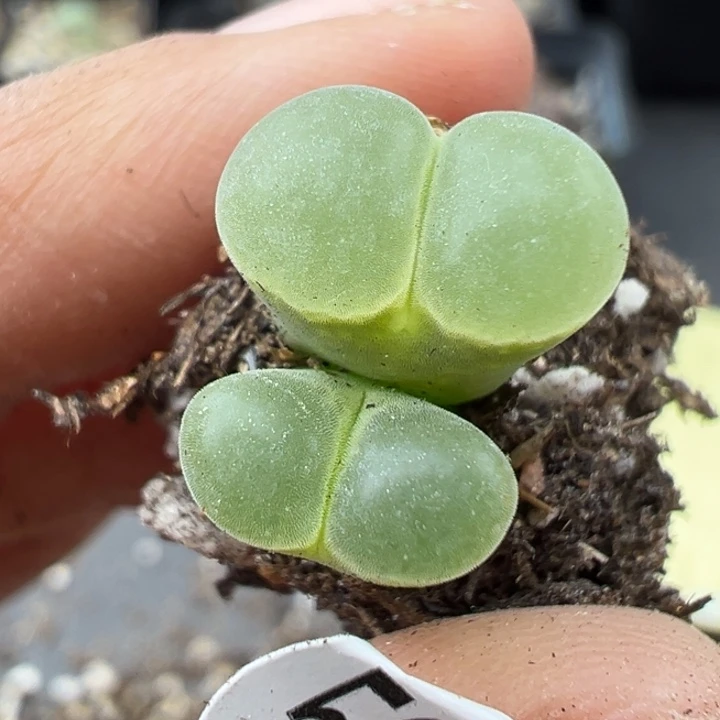 593好双11福利价格不代表平时出货价格