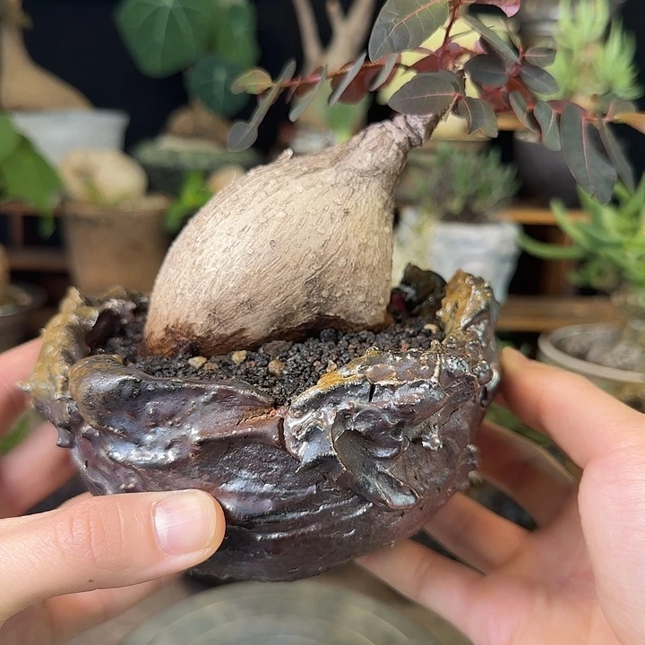 一物一拍老家奇艺油柑320