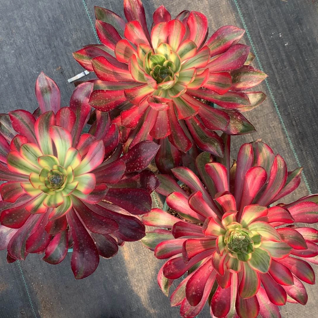 紫砂茶杯乌毒白拉斯19.9呜呜呜福利