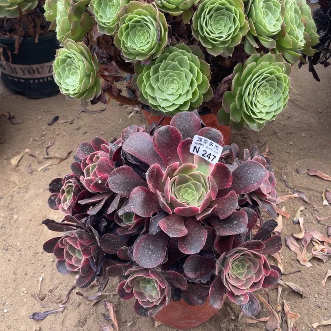 247金丝多肉法师断枝不包