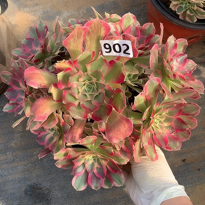 多肉植物布加迪902