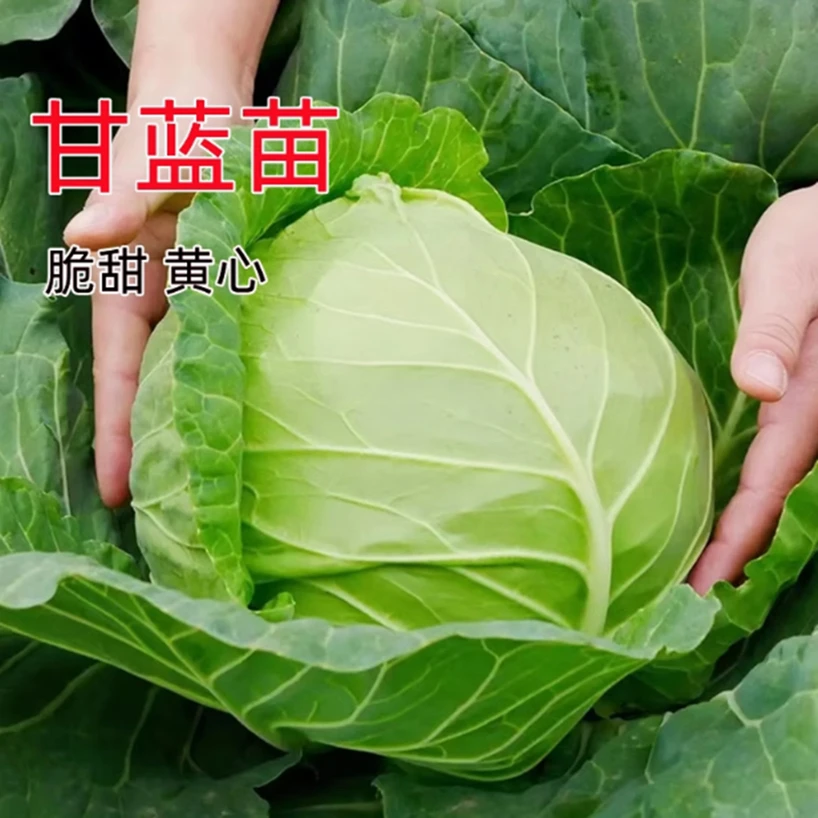 甘兰秧苗甘蓝苗卷心菜包菜花菜苗大头菜包心菜秧苗菜种苗圆蔬菜苗