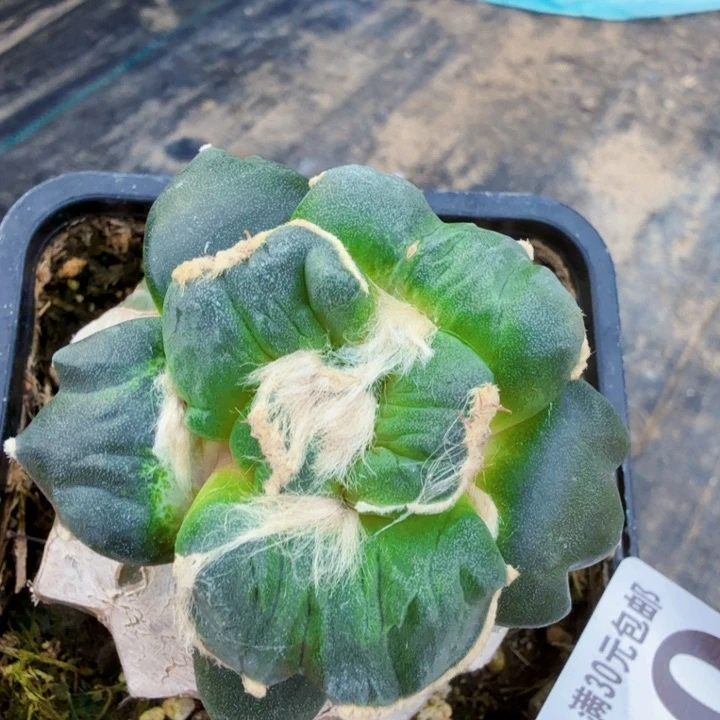 秋***阳无花朵290蝴蝶蛋怒