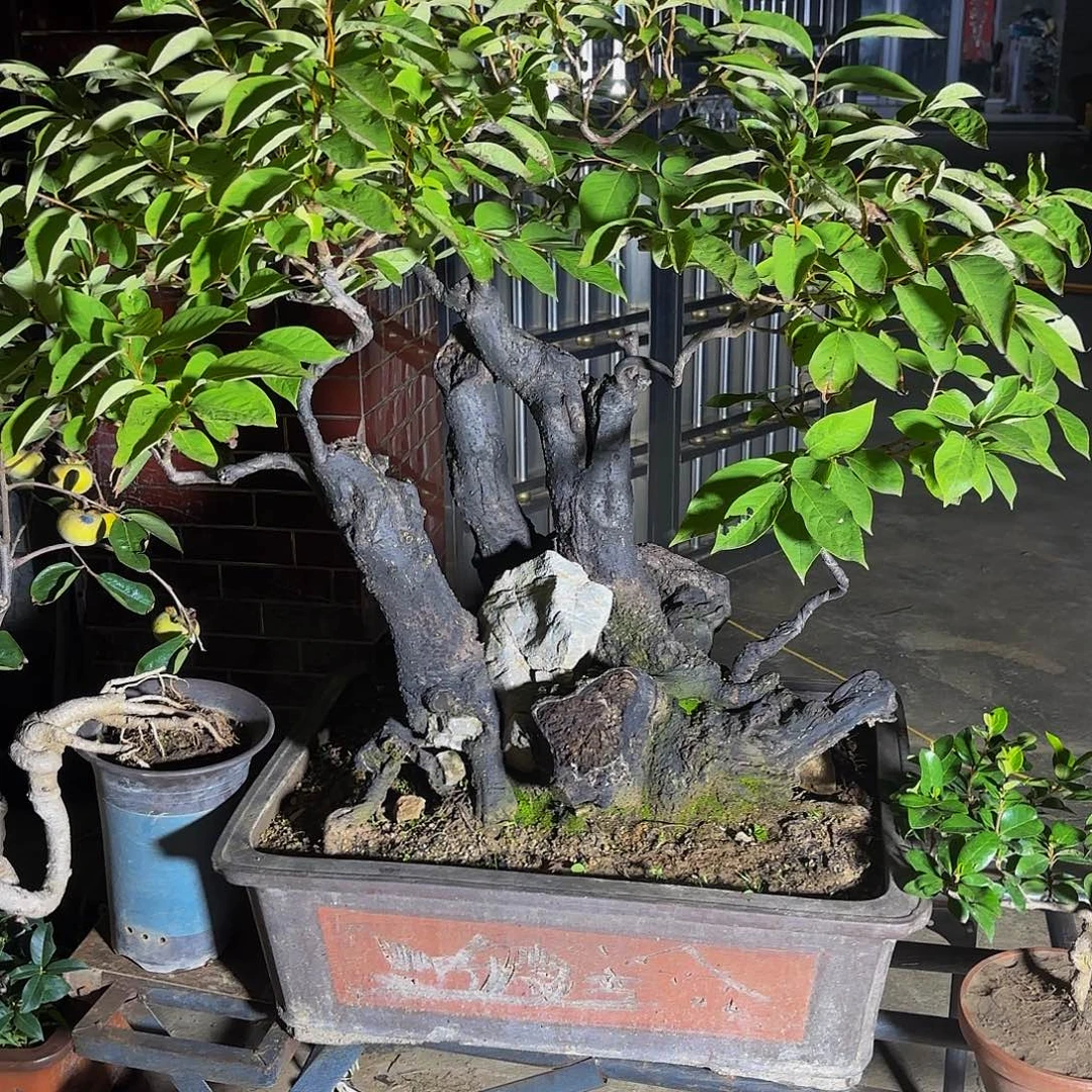 完全开放柿子树盆景盆栽植物
