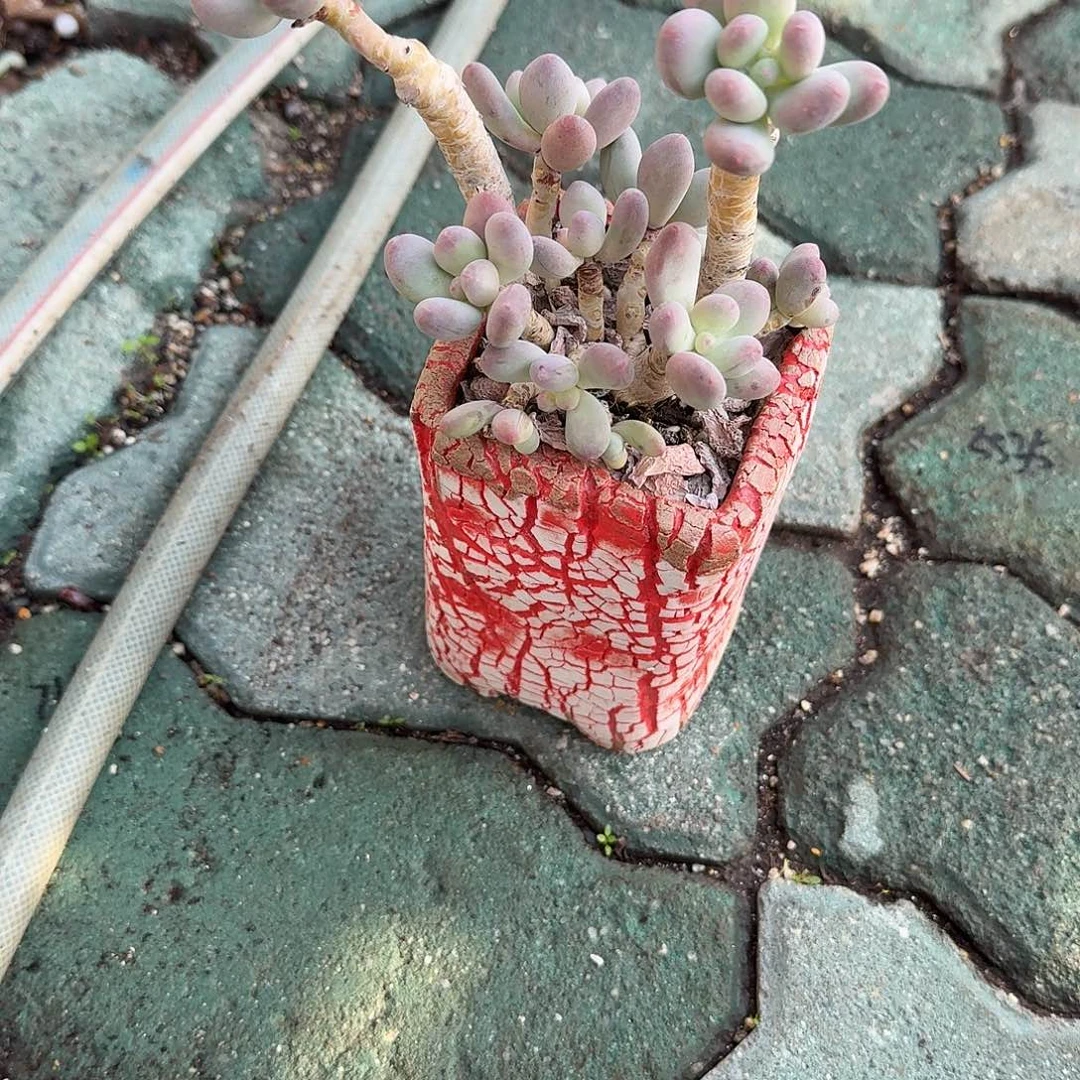 苹果奶酪带盆多肉植物