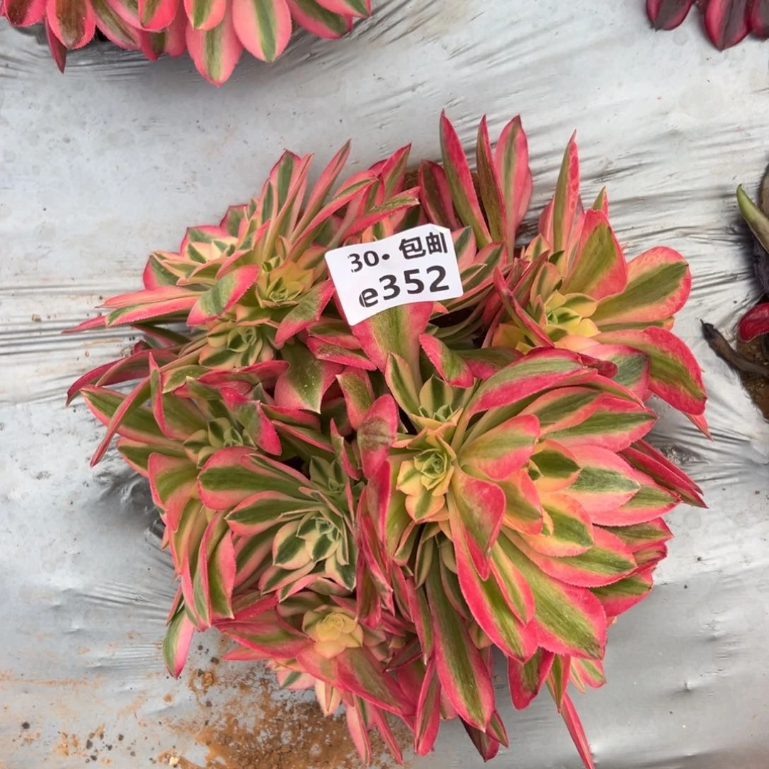 352女巫多肉法师